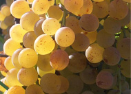 Labes vin, vin blanc, vin rosé