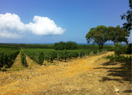 Labes vin, vin blanc, vin rosé, production vin