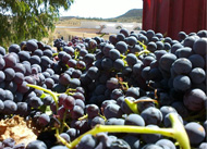 Labes vin, vin blanc, vin rosé, production vin